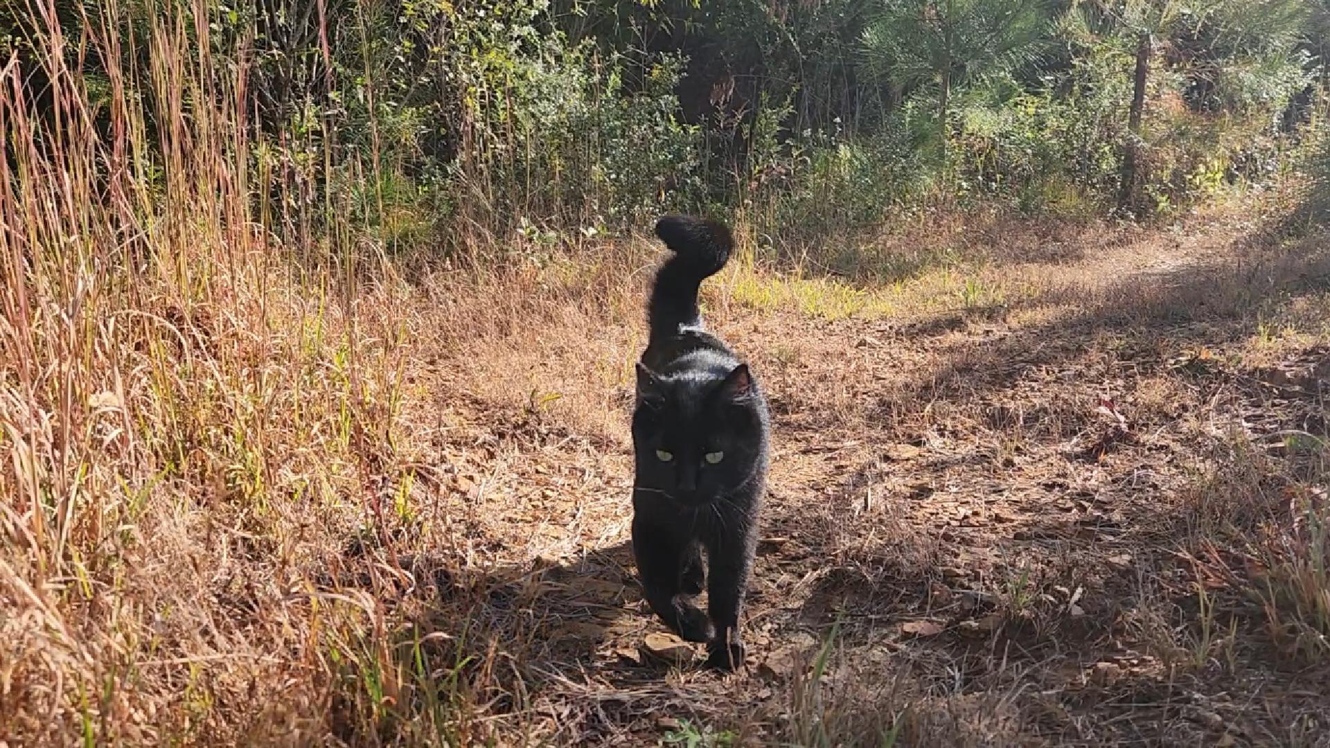 Fulltime RV Life: Doesn’t your cat run away?